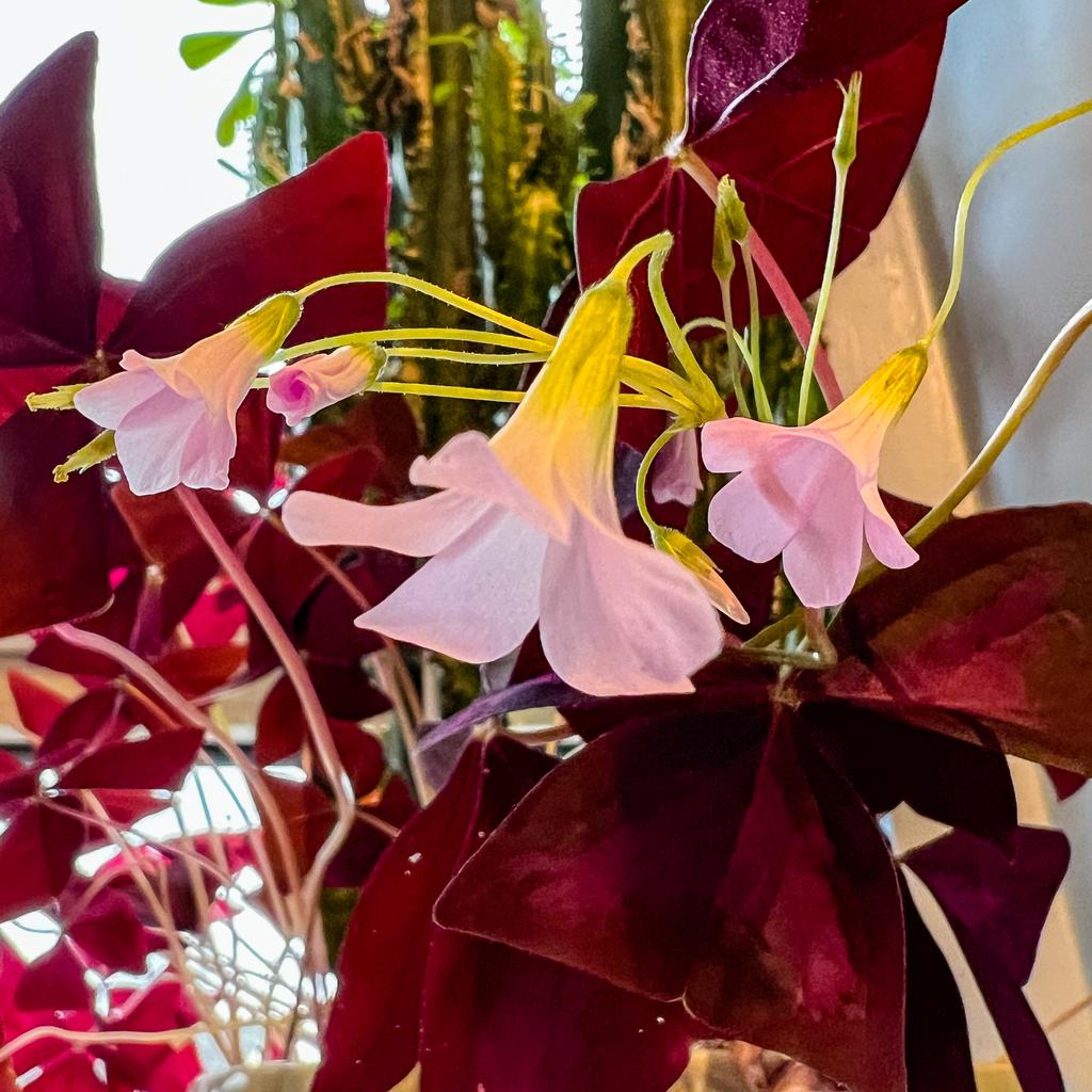 Small pink flowers on the Oxalis that’s volunteered itself into one of the window pots.