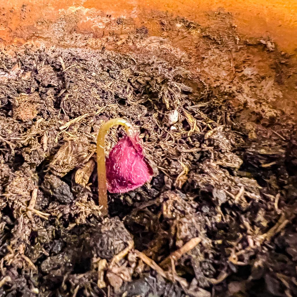 A tiny Oxalis sprout just emerging from the ground.