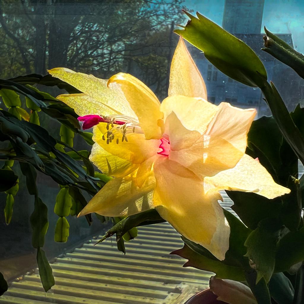 Pale yellow Christmas cactus blossom backlit in the window.