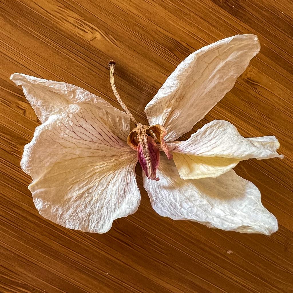 A fallen orchid blossom that’s dried vaguely in the shape of a butterfly.