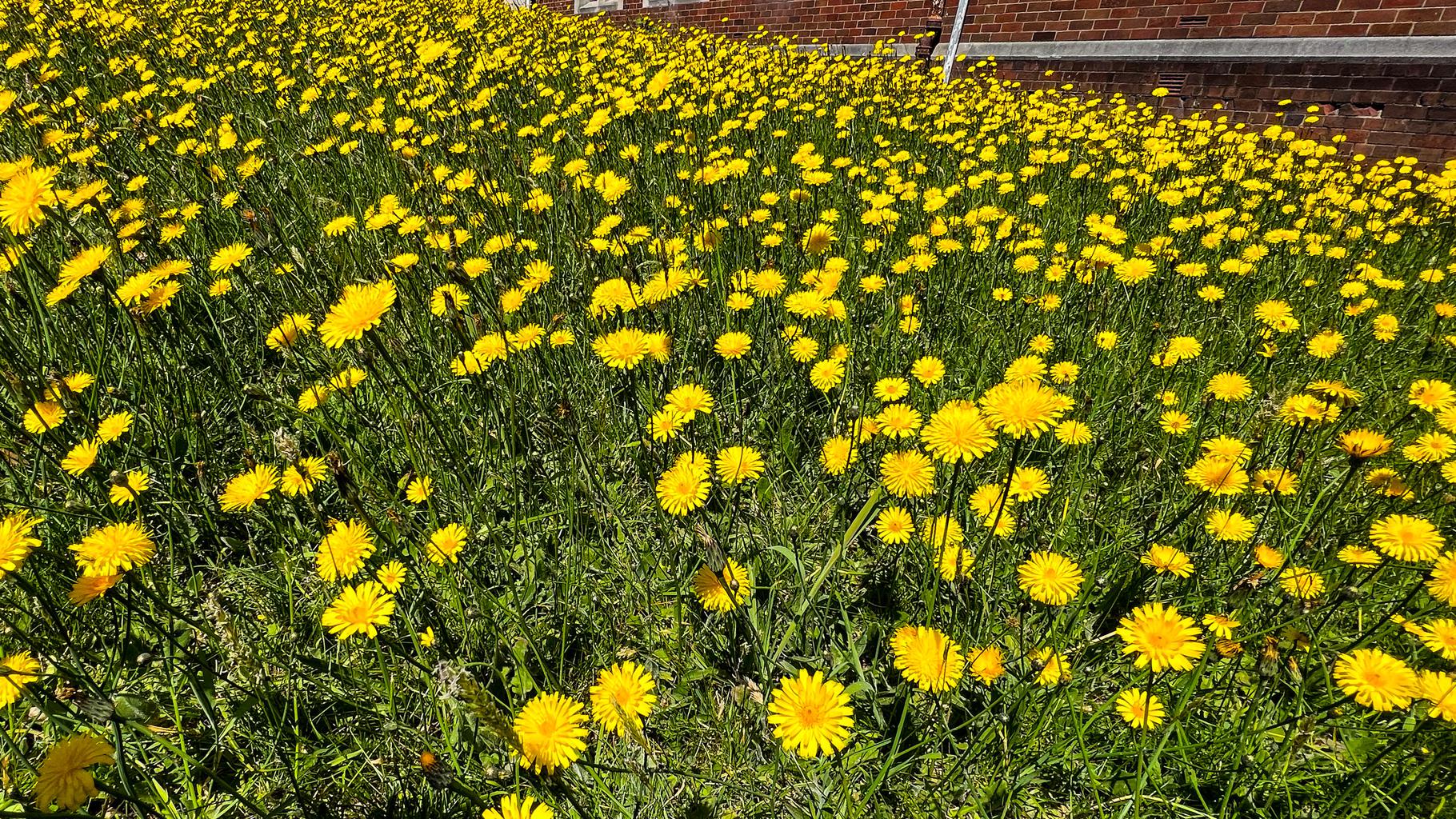 A small field of dandelions in bloom.