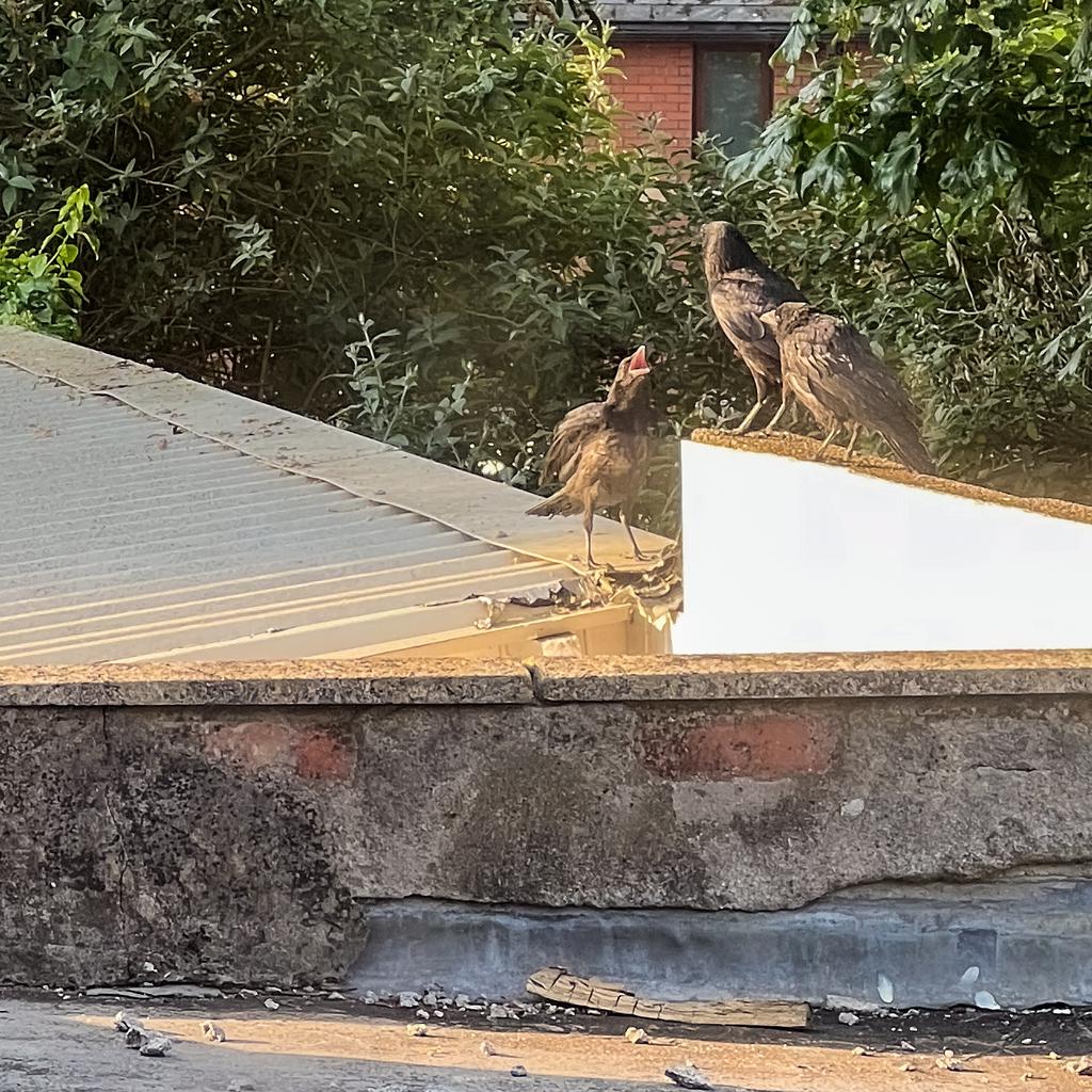 A parent crow checking in on a couple of juveniles.
