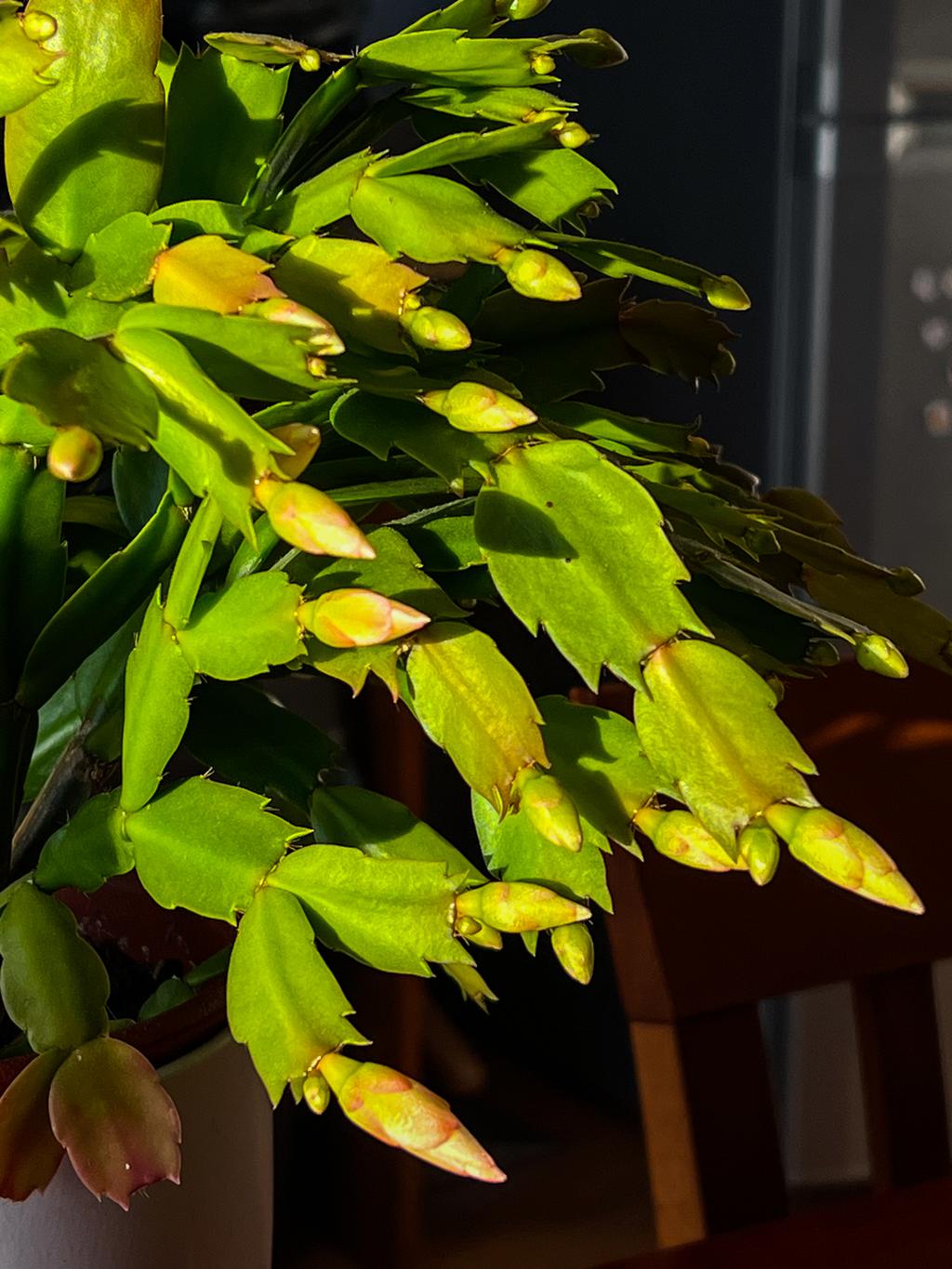 A Christmas cactus bedecked with buds.