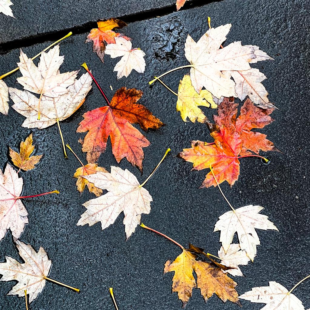 Colorful fallen leaves on wet pavement.