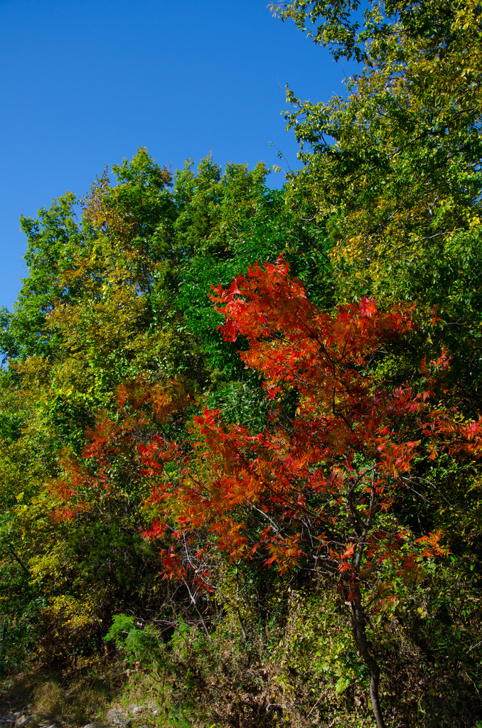Barton Creek Greenbelt Trail