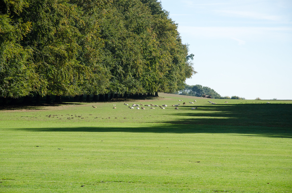 Houghton Hall deer Houghton Hall deer